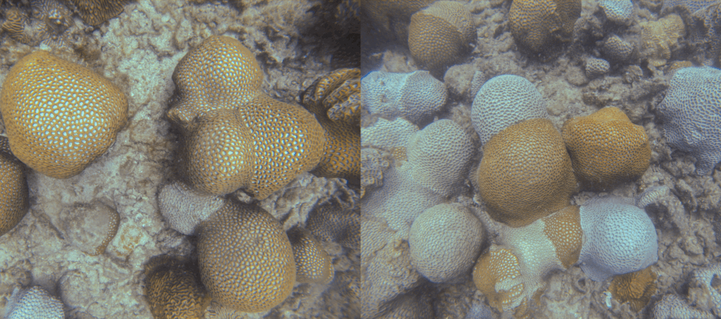 Advanced Navigation’s Hydrus unveils effects of coral bleaching at Hall Bank reef ecosystem.